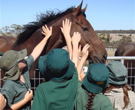 Living Legends: The International Home Of Rest For Champion Horses - Tourism Gold Coast 4