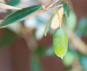 The Olive Shop - Milawa - Gold Coast 1