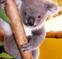 Cooberrie Park Wildlife Sanctuary - Tourism Gold Coast