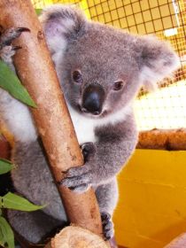 Cooberrie Park Wildlife Sanctuary - Tourism Gold Coast 0
