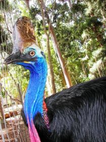 Cooberrie Park Wildlife Sanctuary - Tourism Gold Coast 1