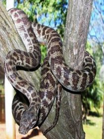 Cooberrie Park Wildlife Sanctuary - Tourism Gold Coast 3