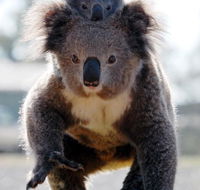 Koalas in Gunnedah - Tourism Gold Coast