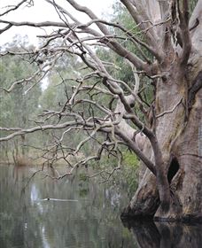 Wonga Wetlands - Tourism Gold Coast 3