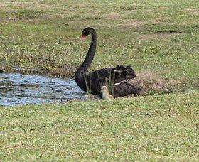 Wonga Wetlands - Tourism Gold Coast 6