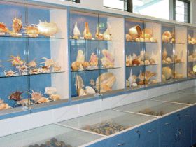 Shell World Yeppoon - Tourism Gold Coast 1