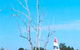 Lake Broadwater Conservation Park - thumb 2