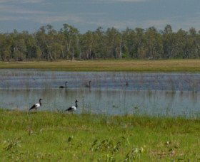 Lake Broadwater Conservation Park - Tourism Gold Coast 1