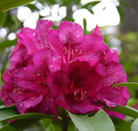 Campbell Rhododendron Gardens - Tourism Gold Coast