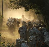 Springvale Horse Treks - Tourism Gold Coast