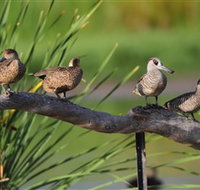 Jerrabomberra Wetlands - Tourism Gold Coast