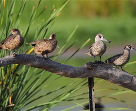 Jerrabomberra Wetlands - Tourism Gold Coast 0