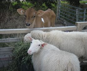 Prom Country Cheese - Tourism Gold Coast 8