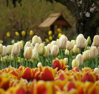 Tulip Top Gardens - Tourism Gold Coast