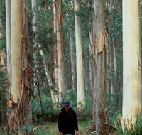 Blue Gum Forest - Tourism Gold Coast