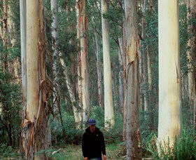 Blue Gum Forest - Tourism Gold Coast 0