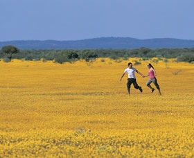 Wildflowers Of The Mid West - Tourism Gold Coast 0