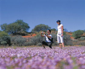 Wildflowers Of The Mid West - Tourism Gold Coast 1
