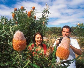 Wildflowers Of The Mid West - Tourism Gold Coast 3