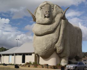 Big Merino - Tourism Gold Coast 0