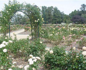 Victoria Park Rose Garden - Tourism Gold Coast 0
