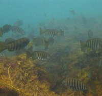 Bunurong Marine and Coastal Park - Gold Coast
