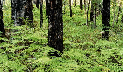 River Walk - Tourism Gold Coast 2