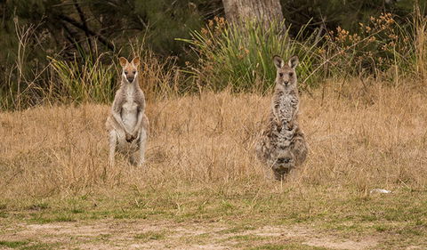 Mann River Nature Reserve - Gold Coast 1