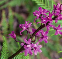 Cassinia walking track - Gold Coast