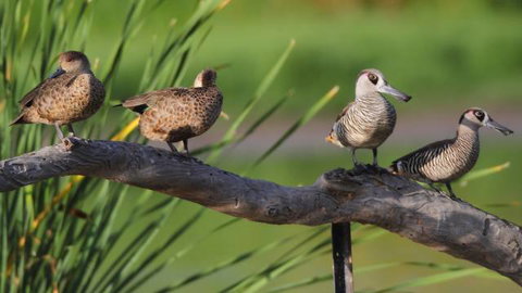 Jerrabomberra Wetlands - Tourism Gold Coast 2