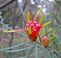 Glenbrook Native Plant Reserve and Nursery - Tourism Gold Coast