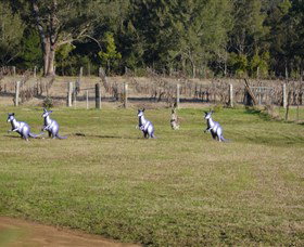 Wollombi Wines - Tourism Gold Coast 5