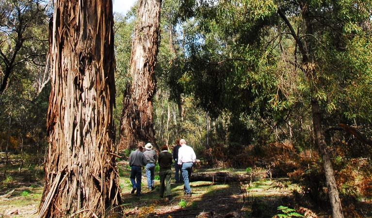Majors Creek NSW Tourism Gold Coast