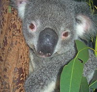 Hunter Valley Zoo - Tourism Gold Coast