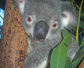 Hunter Valley Zoo - Tourism Gold Coast 0