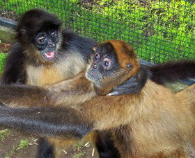 Hunter Valley Zoo - Tourism Gold Coast 5