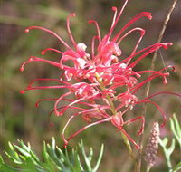 Wirrimbirra Sanctuary - Tourism Gold Coast