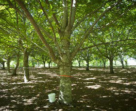 Sassafras Nuts - Tourism Gold Coast 0