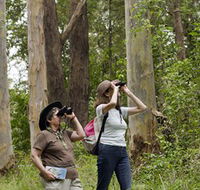 Chichester State Forest - Tourism Gold Coast