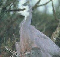 Jack Smith Lake State Game Reserve - Tourism Gold Coast