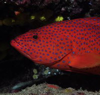 Maori Wrasse Bommie Dive Site - Tourism Gold Coast