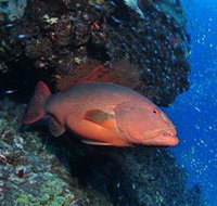 Anchor Bommie Dive Site - Tourism Gold Coast