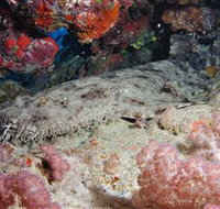 Lighthouse Bommies Dive Site - Tourism Gold Coast
