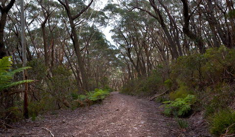 Mount Budawang Trail - Tourism Gold Coast 1