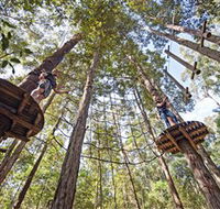 TreeTop Adventure Park Central Coast - Tourism Gold Coast