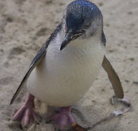 Penguin Island Boardwalks and Walk Trail - Gold Coast