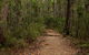 Pigeon House Mountain Didthul Walking Track - thumb 0