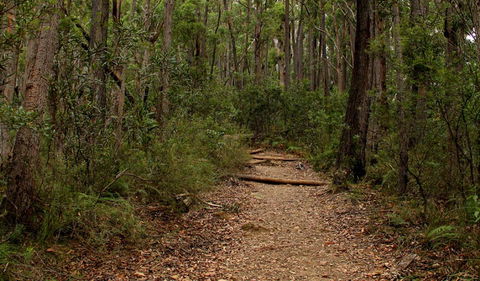 Pigeon House Mountain Didthul Walking Track - Tourism Gold Coast 0