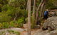 Pigeon House Mountain Didthul Walking Track - thumb 3