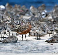 Cooloola Nature - Gold Coast